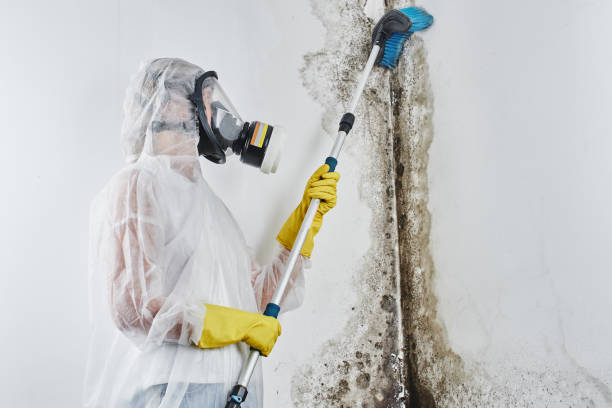 Best Commercial Mold Removal  in San Felipe Pueblo, NM