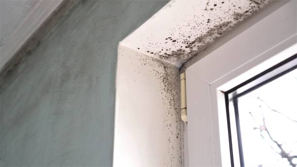 Best Professional Mold Removal  in San Felipe Pueblo, NM
