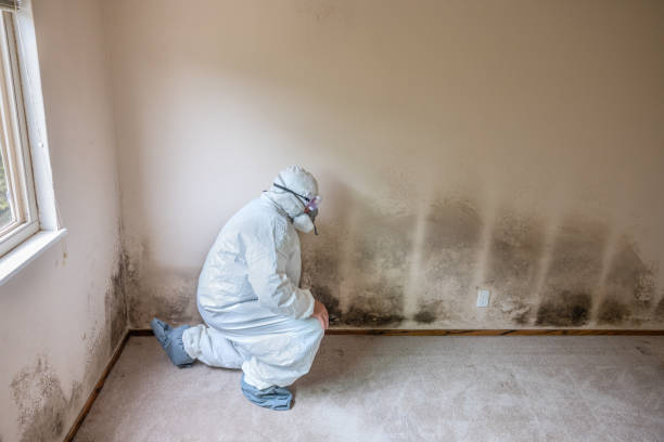 Certified Mold Removal in San Felipe Pueblo, NM