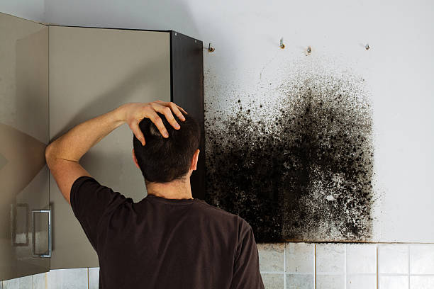 Best Black Mold Removal  in San Felipe Pueblo, NM